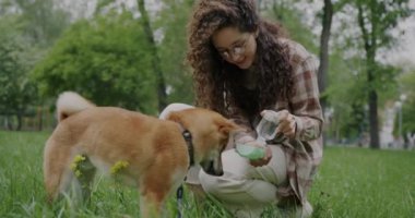 Genç bir kadının Shiba Inu köpeğine su vermesi ve parkta yürürken evcil hayvanı okşaması. Hayvan bakımı ve sağlıklı yavru köpek konsepti.