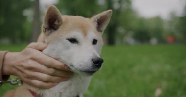 Yeşil yaz parkının arka planında güzel Shiba Inu köpeğini okşayan kadının yavaş çekimleri. Evcil hayvan ve insan kavramı.