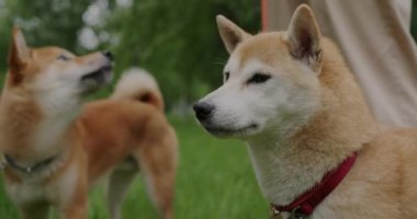 Parktaki çimlerde yürüyen güzel Shiba inu köpeklerinin yakın çekimi. Yazın doğanın tadını çıkarıyorlar. Sahiplerinin bacakları görülebiliyor. Doğal arka plan kavramına karşı hayvanlar.