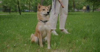 Güzel Shiba inu köpeği parkta yeşil çimlerde otururken sahibi de yaz günü çimlerin üzerinde temiz havanın tadını çıkarıyor. Evcil hayvanlar ve doğa konsepti.