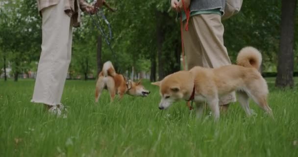 Shiba Inu Köpeklerinin Parkta Çimenlerde Yürümesi Kadın Sahiplerinin Ayakta Durup — Stok video