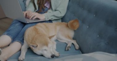 Güzel safkan Shiba inu köpeği kanepede uyurken kadın sahibi evde dizüstü bilgisayarla çalışıyor. Evcil hayvanlar ve insanlar konsepti.