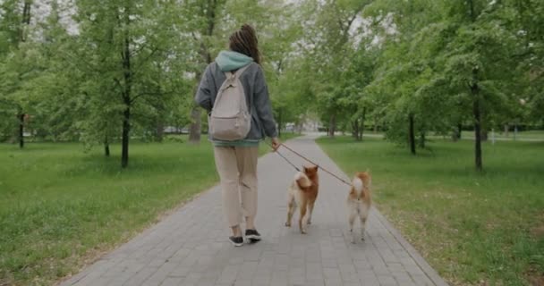 Vista Posterior Paseador Perros Mujer Caminando Dos Mascotas Shiba Inu — Vídeos de Stock