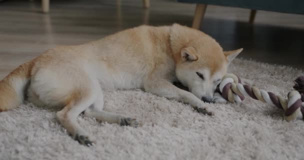 Zeitlupe Eines Schönen Shiba Inu Hundes Der Hause Auf Einem — Stockvideo