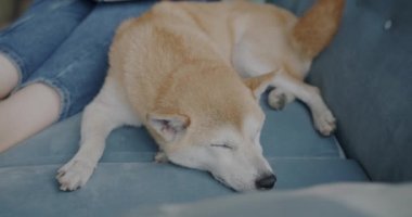 Sevimli köpek shiba inu cinsinin yakın çekimi. Evde dinlenen kadın sahibinin yanında uyuyor. Evcil hayvanlar ve sevimli hayvanlar konsepti.