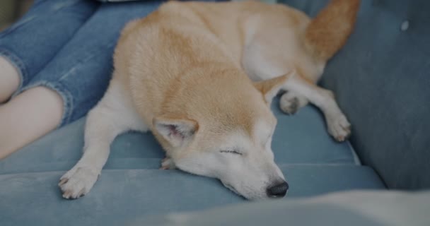 家でリラックスしている女性の所有者の横にソファの上で眠っている愛らしい犬柴犬の品種のクローズアップ 家畜とかわいいペットのコンセプト — ストック動画