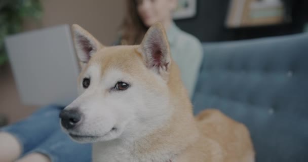 与女主人一起躺在沙发上的可爱宠物狗的肖像背景模糊不清 家畜和人的家庭观念 — 图库视频影像
