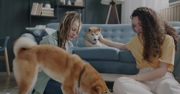 現代のアパートで2匹の美しい柴犬と楽しい時間を過ごしている若い女性姉妹 動物と遊び愛を表現する人々 — ストック動画
