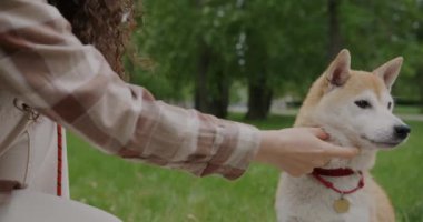 Kadınlar güzel Shiba Inu köpeğini okşayarak yeşil parktaki evcil hayvanları sevdiklerini ifade ediyorlar. Evcil hayvanlar ve insanlar konsepti.