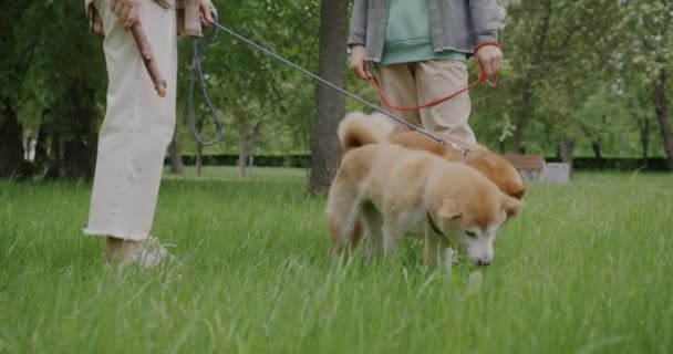 Slow Motion Bedårande Shiba Inu Hundar Promenader Parken Äta Gräs — Stockvideo