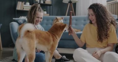 Mutlu genç bayan arkadaşlar Shiba inu köpekleriyle oynuyorlar evde hayvanları öpüyor ve okşuyorlar. Ev hayatı ve evcil hayvan konsepti.