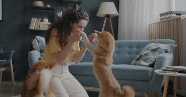 Evde evcil hayvanlara sevgisini ifade eden iki Shiba Inu köpeğiyle oynayan neşeli kız. Evcil hayvanlar ve olumlu duygu kavramı.