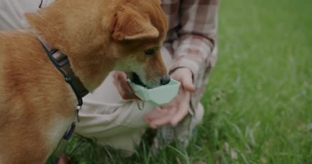Close Shiba Inu Sede Cão Água Potável Enquanto Amoroso Proprietário — Vídeo de Stock