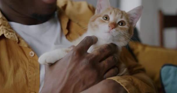 Primer Plano Adorable Gato Mano Hombre Afroamericano Acariciando Animal Expresando — Vídeos de Stock