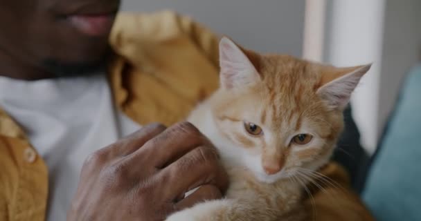 Κοντινό Πλάνο Του Αξιολάτρευτο Κατοικίδιο Ζώο Γάτα Απολαμβάνοντας Την Αγάπη — Αρχείο Βίντεο