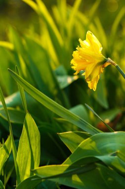 Bahar çiçekleri. Sarı narsisli çiçeklerin (Narcissus Poeticus) açılışı. Taze nergis çiçekleri. Arka plan.