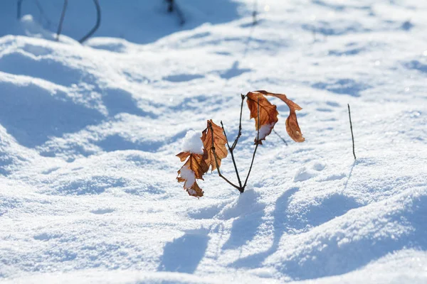 秋天枯黄的树叶在雪地里 地面的浅水区 晚秋和早冬的概念 图库图片