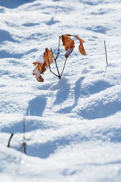 秋天枯黄的树叶在雪地里 地面的浅水区 晚秋和早冬的概念 免版税图库照片