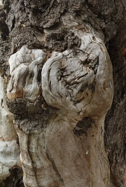 Textura Antiga Árvore Raízes Tronco Com Esculturas Fotografia De Stock