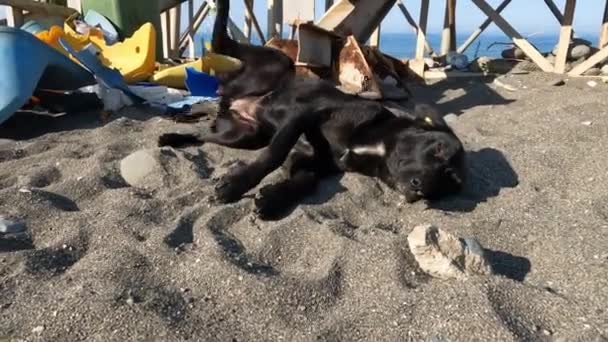 Zbłąkany Pies Metką Uchu Wygrzewa Się Słońcu Obok Wysypiska Śmieci — Wideo stockowe