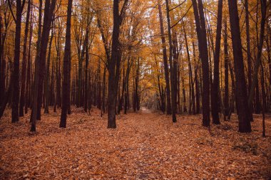 Sonbahar yaprak döken orman. Sonbahar ormanında yol. Ağaçlardan düşen sarı yapraklar. Mevsimler