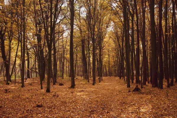秋天落叶森林 秋天森林里的路从树上掉下来的黄叶 — 图库照片