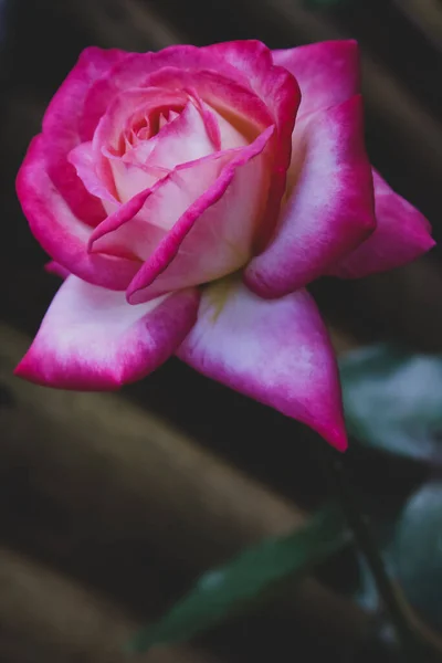 Hermosa Rosa Rosa Aire Libre Tiempo Otoño — Foto de Stock