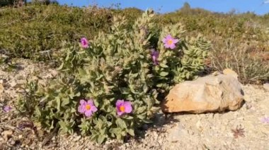 Gri yapraklı cistus - Cistus albidus. Beş yapraklı çiçekli küçük bir Akdeniz yemyeşil çalısı