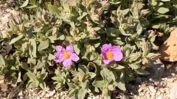 Квітка Сірої Листкової Цисти Cistus Albidus Невеликий Середземноморський Вічнозелений Кущ — стокове відео
