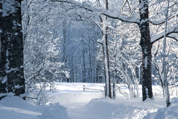 Poranek Zimowym Lesie Biała Śnieżna Zima Pokryte Śniegiem Drzewa Koncepcja — Zdjęcie stockowe