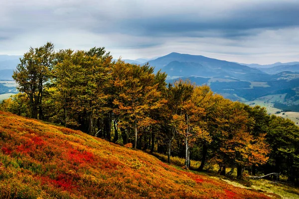 Карпатские Горы Осенью Желтые Листья Деревьях Сезоны — стоковое фото