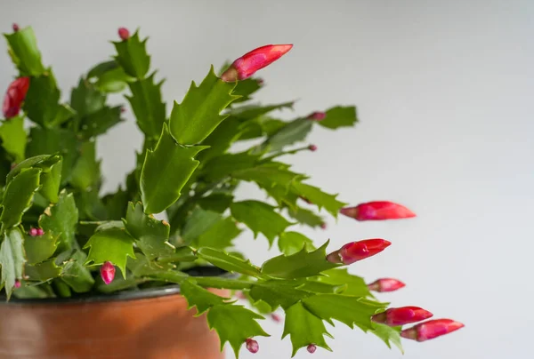 Červený Kvetoucí Vánoční Kaktus Zygocactus Schlumbergera Selektivní Soustředění Mezera Pro — Stock fotografie