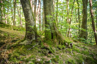 Wejherowo Süvarisi. Polonya 'nın Wejherowo kasabasında güzel bir park.
