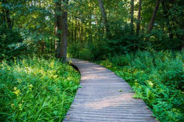 Aleksander Majkowski Parkı. Wejherowo kasabasındaki güzel park, Pomeranya Voyvoda, Polonya