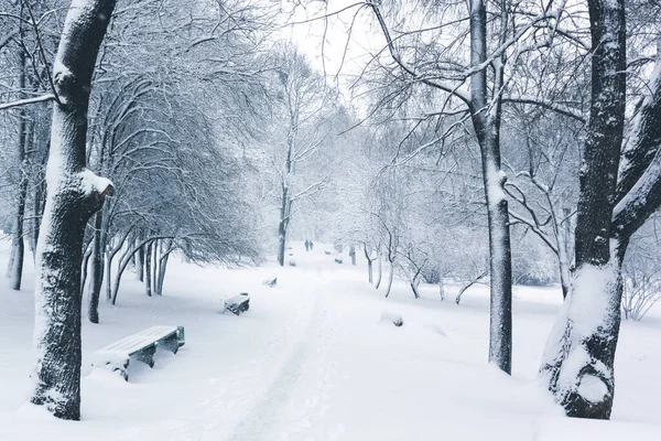 Dobré Ráno Městském Parku Bílá Zasněžená Zima Zasněžené Stromy Lavičky — Stock fotografie