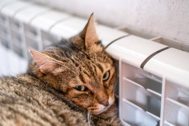 Yeşil gözlü sevimli gri bir kedi sıcak bir radyatörün yanında dinleniyor. Kışın ısıtma dairelerinin fiyatlarının yükselmesi, enerji krizleri, alanın derinliği, seçici odaklanma