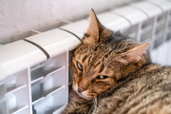 귀여운 고양이가 라디에이터 근처에서 겨울에 아파트 난방에 인상의 에너지 Crisis — 스톡 사진