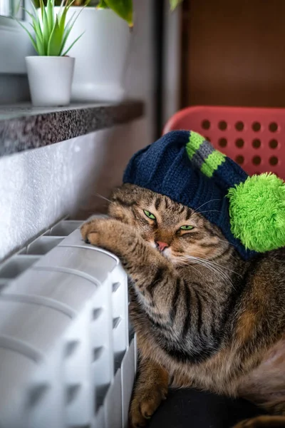 Cute Gray Cat Green Eyes Knitted Hat Resting Warm Radiator — Stock Photo, Image