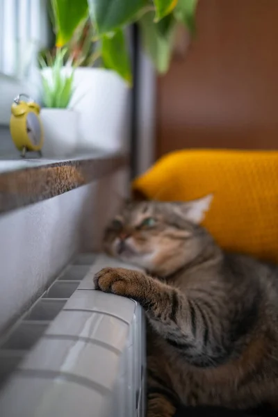 一只长着绿眼睛的可爱的灰猫躺在暖暖的散热器上 冬季供暖公寓价格上涨的概念 能源危机 实地深度浅 有选择的重点 — 图库照片