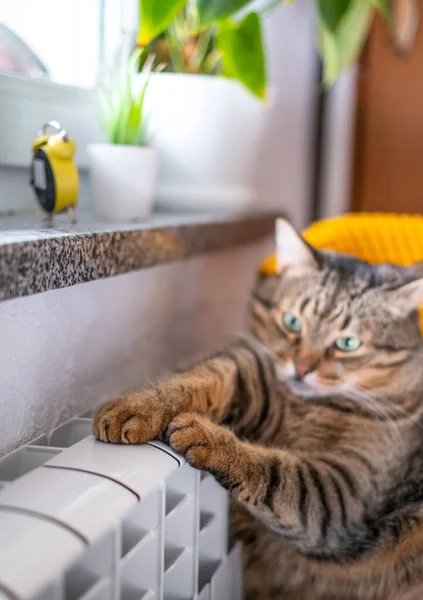 Cute Gray Cat Green Eyes Resting Warm Radiator Close Concept — Stock Photo, Image