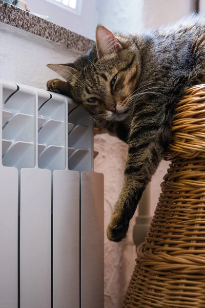 귀여운 고양이가 라디에이터 가까이에 겨울에 아파트를 난방하기 상승의 에너지 선택적 — 스톡 사진