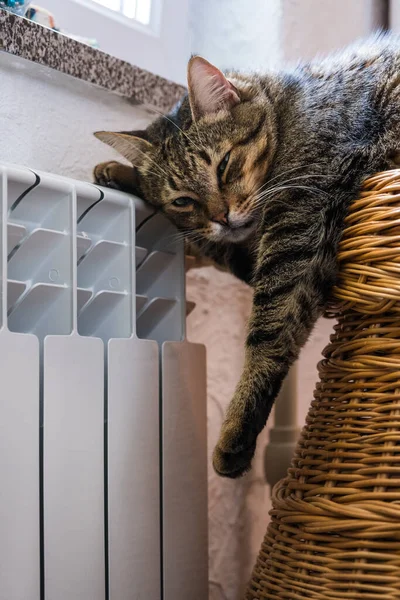Lindo Gato Gris Con Ojos Verdes Descansa Sobre Cálido Radiador — Foto de Stock