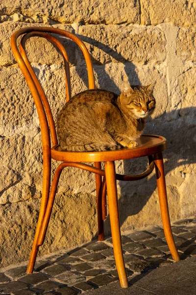Tabby Kočka Sedí Židli Spí Venku Pod Teplým Podzimním Sluncem — Stock fotografie
