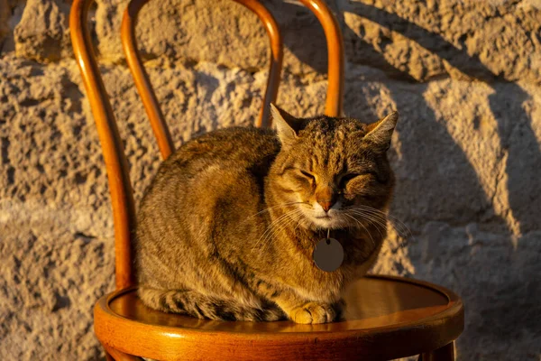 Tabby Kočka Sedí Židli Spí Venku Pod Teplým Podzimním Sluncem — Stock fotografie