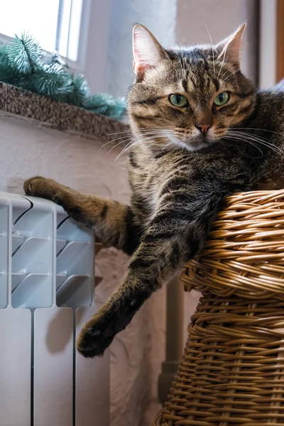 귀여운 고양이가 라디에이터 가까이에 겨울에 아파트를 난방하기 상승의 에너지 선택적 — 스톡 사진