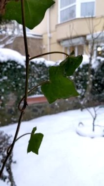 Kar yağışının arka planında ağaç dalları. Kar taneleri düşüyor, kış manzarası. Ağır çekimde düşen kar taneleri