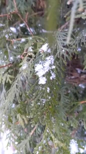 Δέντρο Κλαδιά Στο Φόντο Της Χιονιού Νιφάδες Χιονιού Πέφτουν Χειμωνιάτικο — Αρχείο Βίντεο