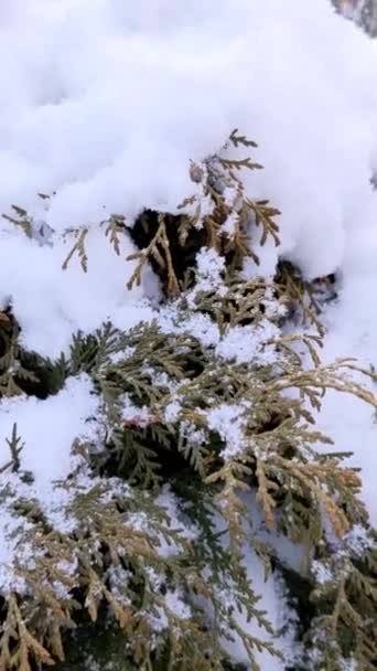 Ramos Árvores Fundo Queda Neve Flocos Neve Caindo Paisagem Inverno — Vídeo de Stock