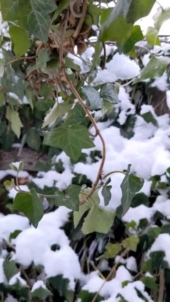 Gałęzie Drzew Tle Opadów Śniegu Spadające Płatki Śniegu Zimowy Krajobraz — Wideo stockowe