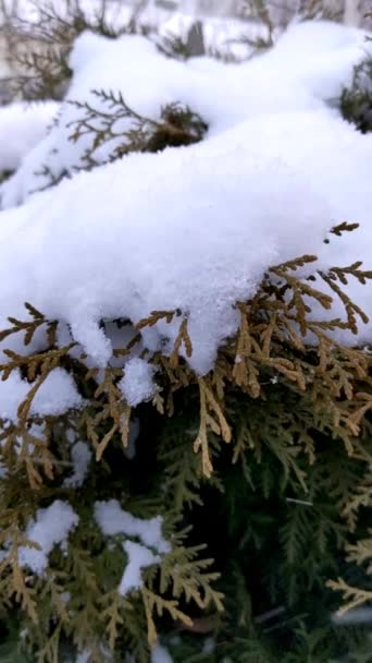 Ramas Árboles Fondo Las Nevadas Copos Nieve Cayendo Paisaje Invernal — Vídeo de stock